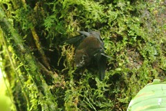 Emballonuridae