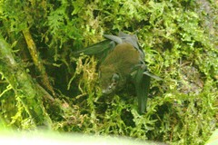 Emballonuridae