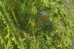 Emballonuridae