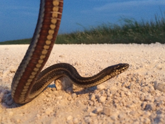 Nerodia clarkii clarkii