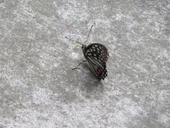 Hestina assimilis assimilis