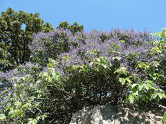 Vitex pyramidata