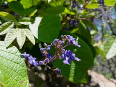 Vitex pyramidata