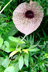 Aristolochia grandiflora image