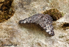 Hamadryas feronia farinulenta