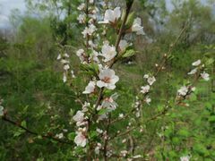 Prunus tomentosa