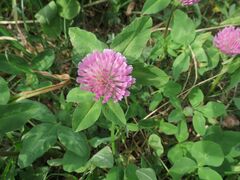 Trifolium pratense