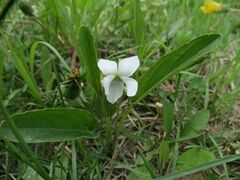 Viola patrinii