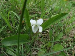 Viola patrinii