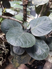 Polyscias balfouriana