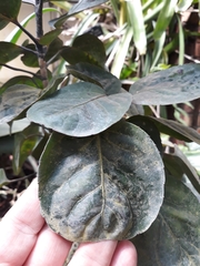 Polyscias balfouriana