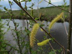 Salix