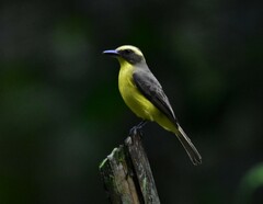 Conopias cinchoneti