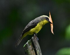 Conopias cinchoneti