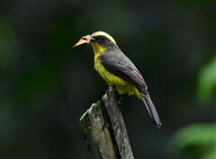 Conopias cinchoneti