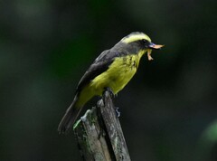 Conopias cinchoneti