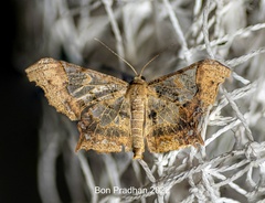 Krananda semihyalina