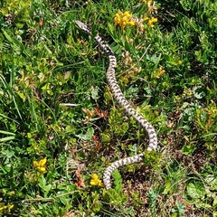 Vipera berus bosniensis