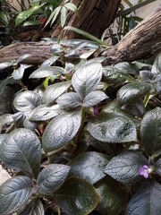 Chrysothemis melittifolia