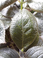 Chrysothemis melittifolia