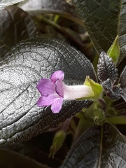 Chrysothemis melittifolia