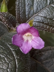 Chrysothemis melittifolia