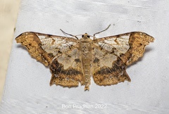 Krananda semihyalina