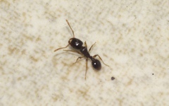 Tetramorium
