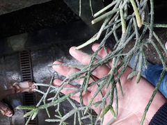 Rhipsalis pilocarpa
