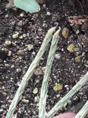 Rhipsalis pilocarpa