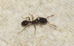Tetramorium