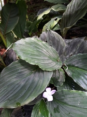 Philodendron hylaeae