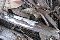 Aleurodiscus sparsus