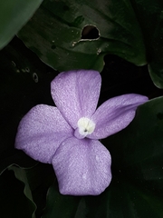 Philodendron hylaeae