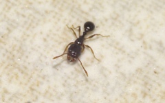 Tetramorium