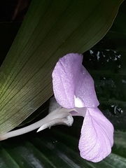 Philodendron hylaeae