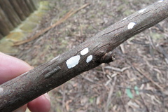 Aleurodiscus sparsus