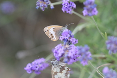 Coenonympha arcania