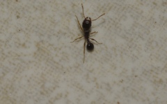 Tetramorium