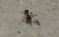 Tetramorium
