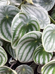 Peperomia argyreia