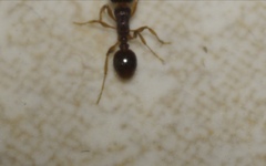 Tetramorium