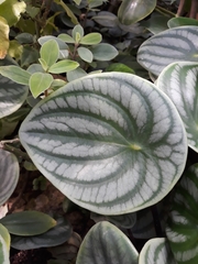 Peperomia argyreia
