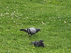 Columba livia domestica