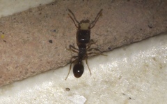Tetramorium