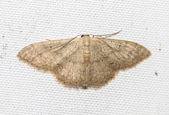 Scopula