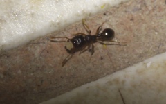 Tetramorium