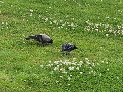 Columba livia domestica