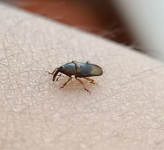 Litosomina