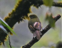 Rhynchocyclus fulvipectus